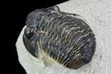 Bargain, Gerastos Trilobite Fossil - Morocco #87572-4